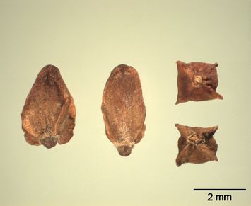 Vorschaubild Großer Wiesenknopf